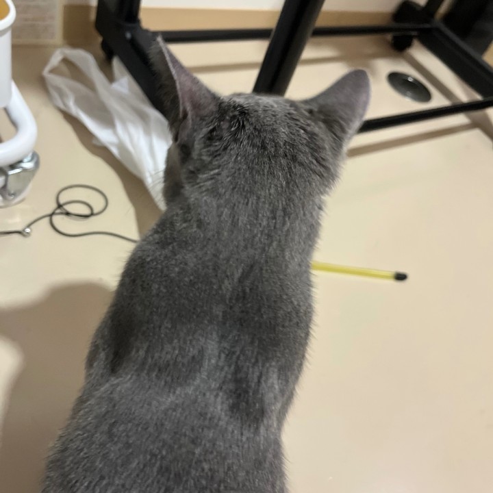 こばと