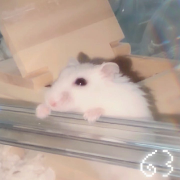 さぶれ