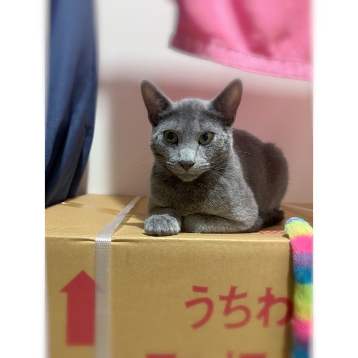 るう