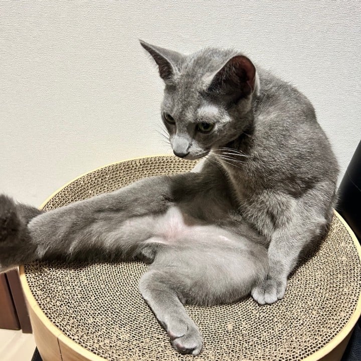 わふる