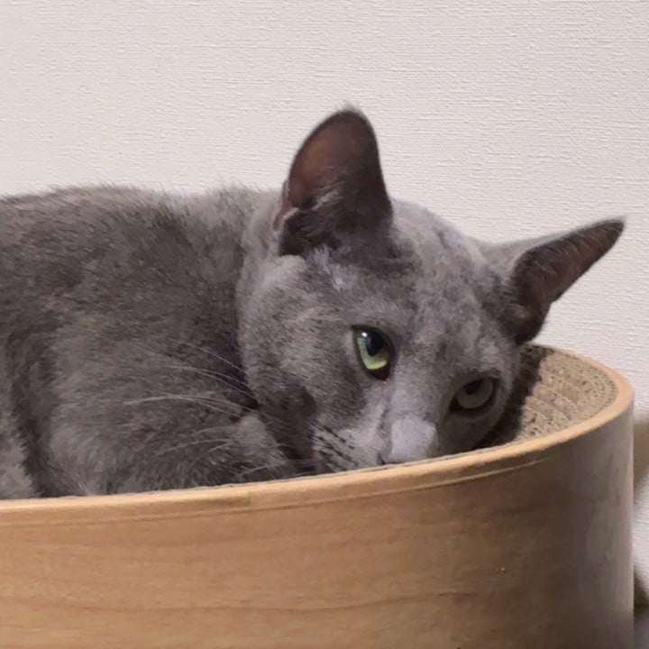 ゆうか