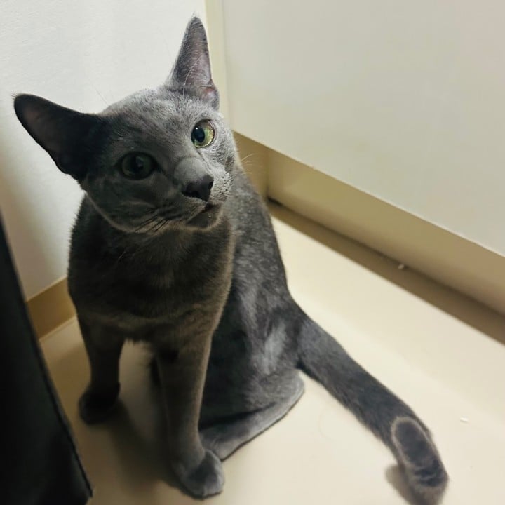 すず