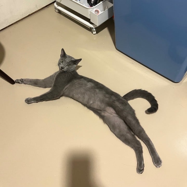 ゆず