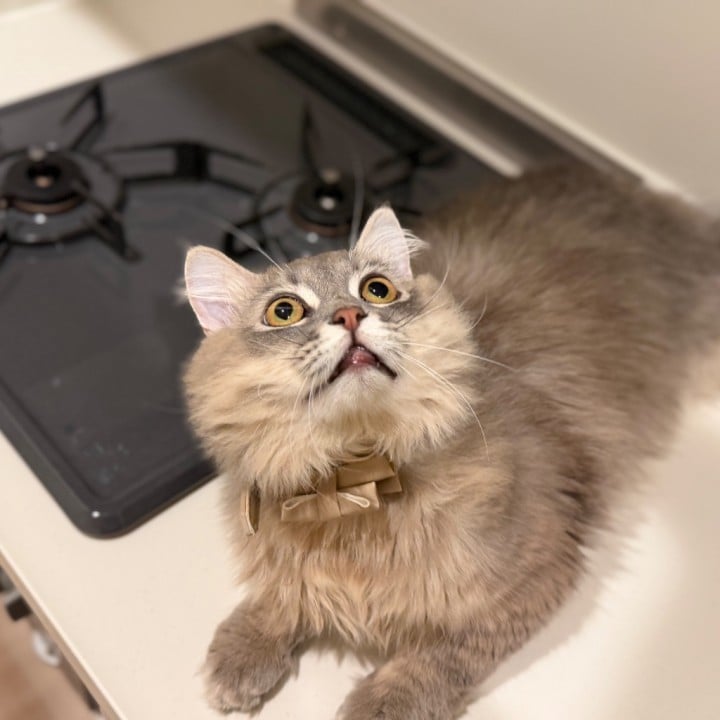あさぎ